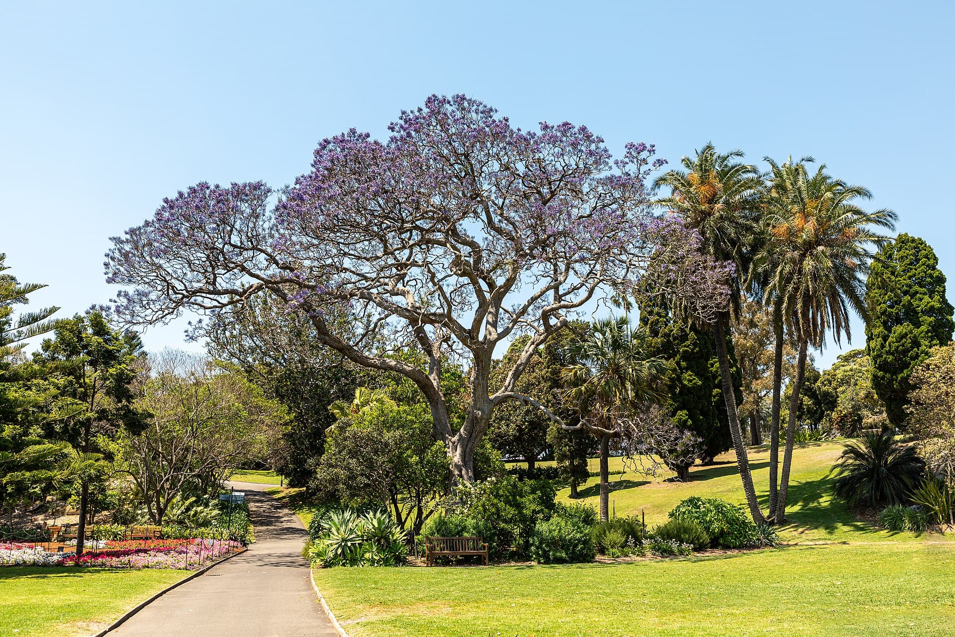 A path under palms in the Royal Botanic Garden, Sydney